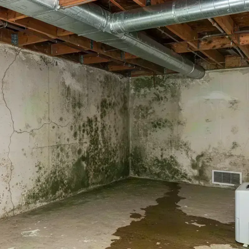 Professional Mold Removal in Elmhurst, IL